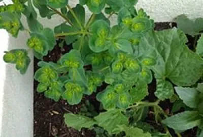 plante verte extÃ©rieure