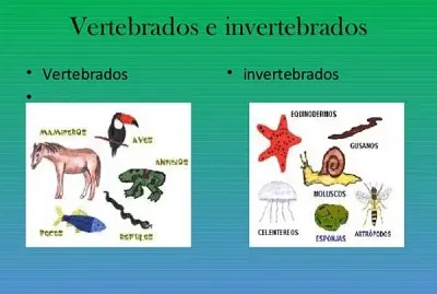 ANIMALES VERTEBRADOS