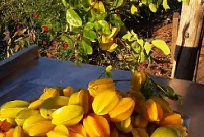 פאזל של frutas