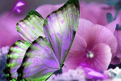 Mariposa Lila con Flor