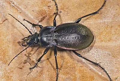 Carabus nemoralis