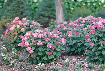 flores