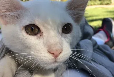 mi gatito jigsaw puzzle