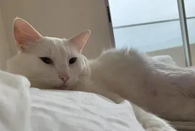 copi 2 jigsaw puzzle