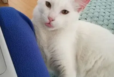 Copoito jigsaw puzzle