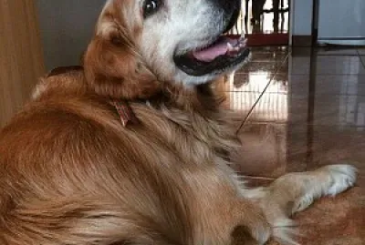 Benjito alias Mila jigsaw puzzle