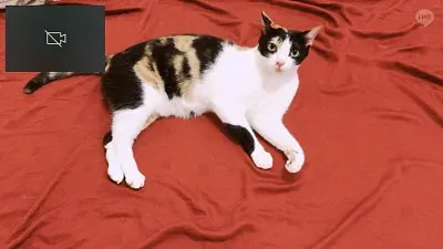 å½­å–µå–µ jigsaw puzzle