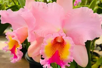 flores