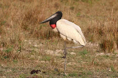 Cicogna jabiru
