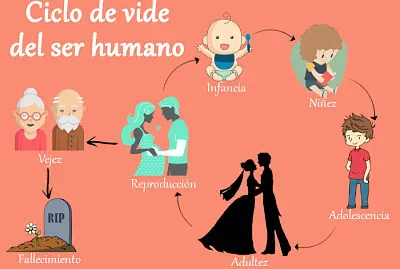 ciclo de vida