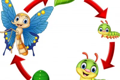 ciclo de vida mariposas