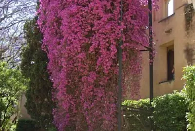 פאזל של Bougainvilea in Andalucia
