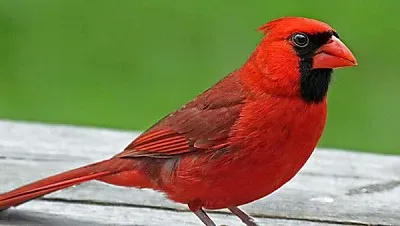 Cardinal jigsaw puzzle