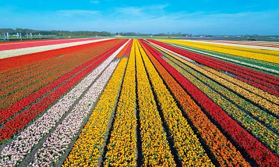 Jardim de Tulipas na Holanda
