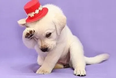 Is a little dog jigsaw puzzle