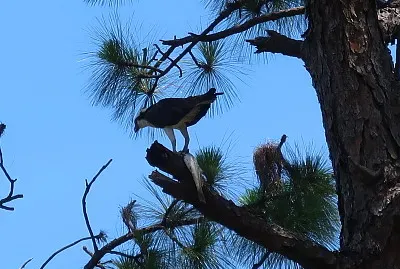 Osprey with fish jigsaw puzzle