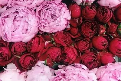 flores