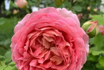 flores
