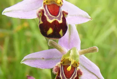 笑黃蜂蘭花