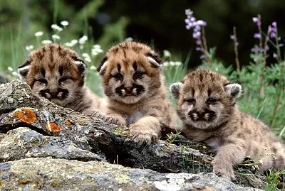 三隻山貓的小貓貓