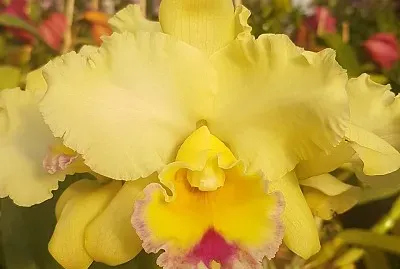 flores