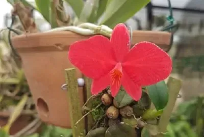 flores