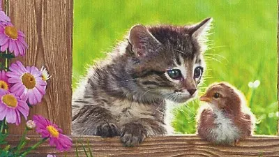 可愛貓咪 jigsaw puzzle