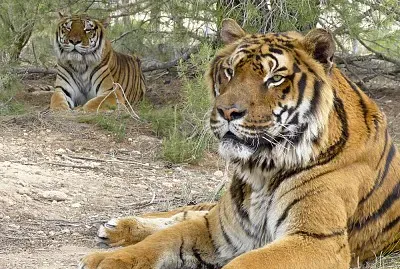 Tigres - 7mo jigsaw puzzle