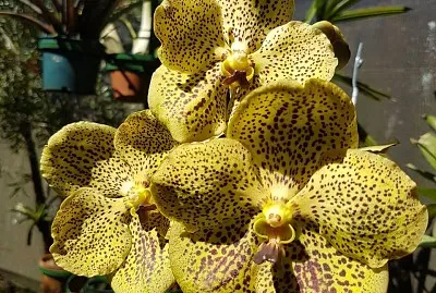 flores
