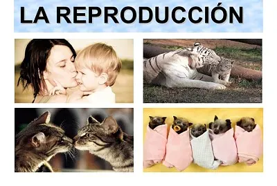 FUNCIÃ“N DE REPRODUCCIÃ“N