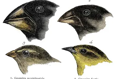 פאזל של PINZONES DE LAS ISLAS GALAPAGOS