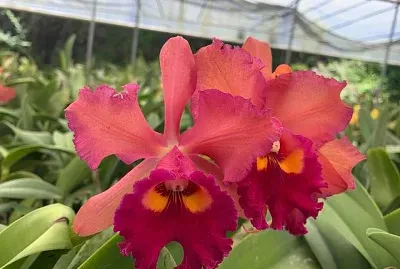 flores