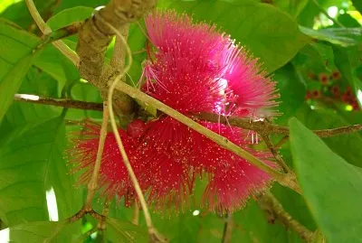 Fleur de soie
