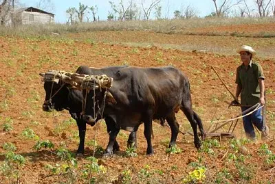 Cuba - Dans les champs jigsaw puzzle