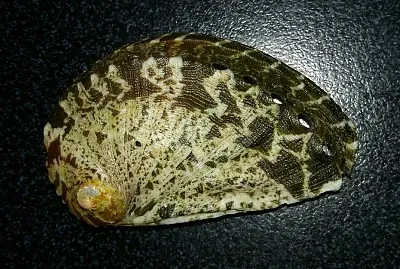 Haliotis mykononsensis