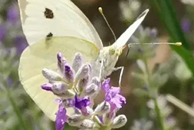 Papillon sur lavande