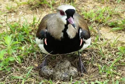 aves patagonicas jigsaw puzzle