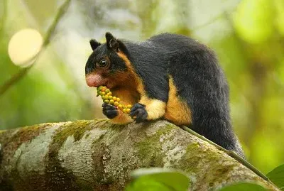 馬拉巴爾巨松鼠