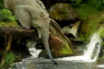 好心阿旺象伯伯救小貓咪