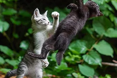 貓咪中的  " 葉問  " 貓 jigsaw puzzle