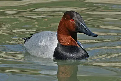 Moriglione dorsotelato