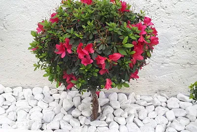 plantas jigsaw puzzle