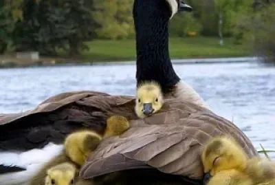 animales jigsaw puzzle