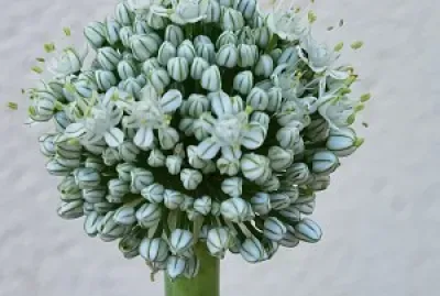 Flor cebolla