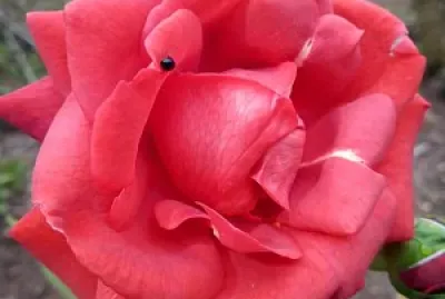 rosa rosada
