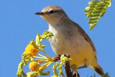 Eremomela ventregiallo