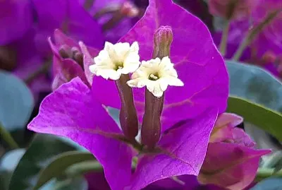 Bougainvillier fleur