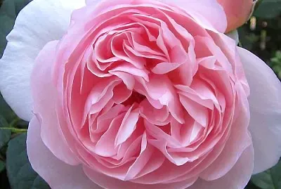 flores