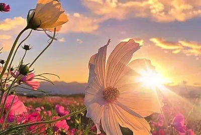 flores