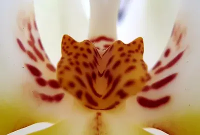 OrquÃ­dea